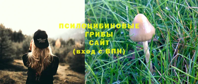 Псилоцибиновые грибы MAGIC MUSHROOMS  где можно купить   Красногорск 